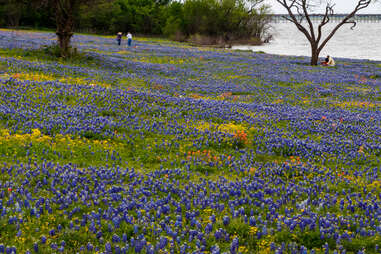 Bluebonnet flowers in bloom at Burnet Bluebonnet Festival 2025
