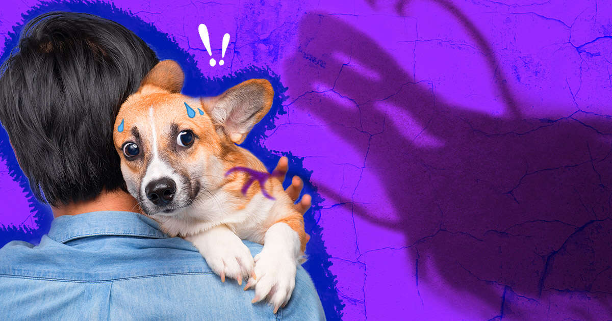 Can Dogs See Ghosts? Here's What An Expert Thinks - DodoWell - The Dodo