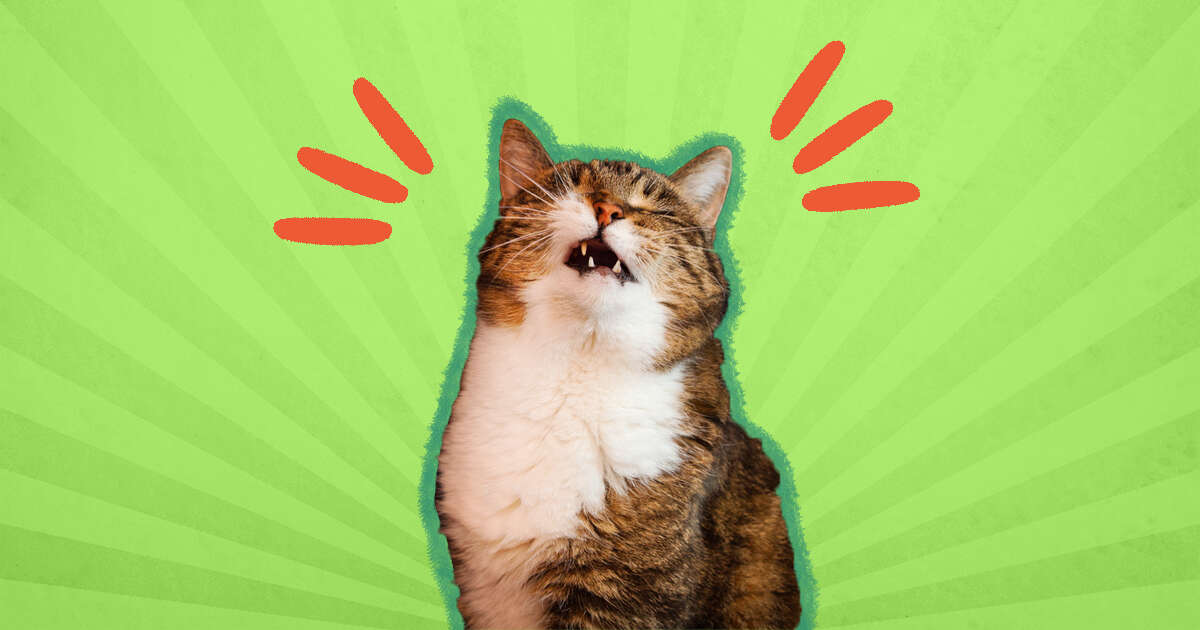 dog ate toy stuffing vomiting