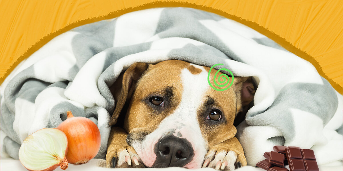 15 Plants Toxic to Dogs  ASPCA® Pet Health Insurance