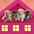 puppies in a house