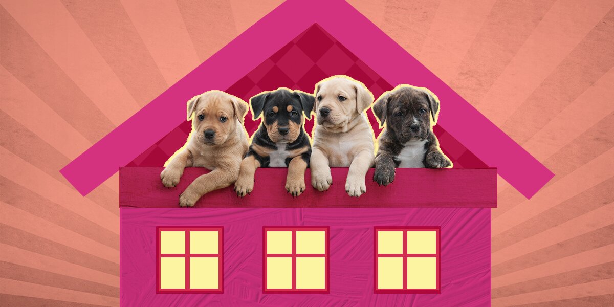 Dog best sale new house