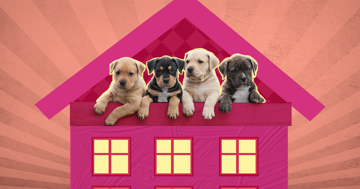 Safety Tips-Puppy proofing your home checklist