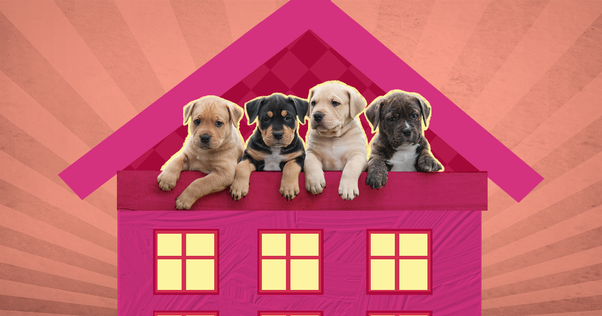 Animal best sale house puppies