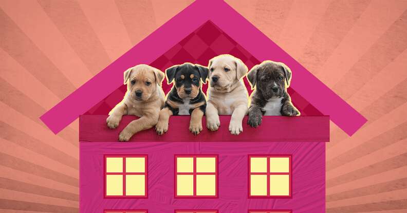 puppies in a house