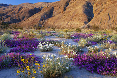 colorful wildflower patches at anza-borrego desert state park