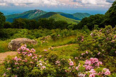 pink wildflowers at shenandoah national park