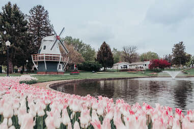 tulips surrounding pond and windmill