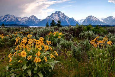 jacksonhole