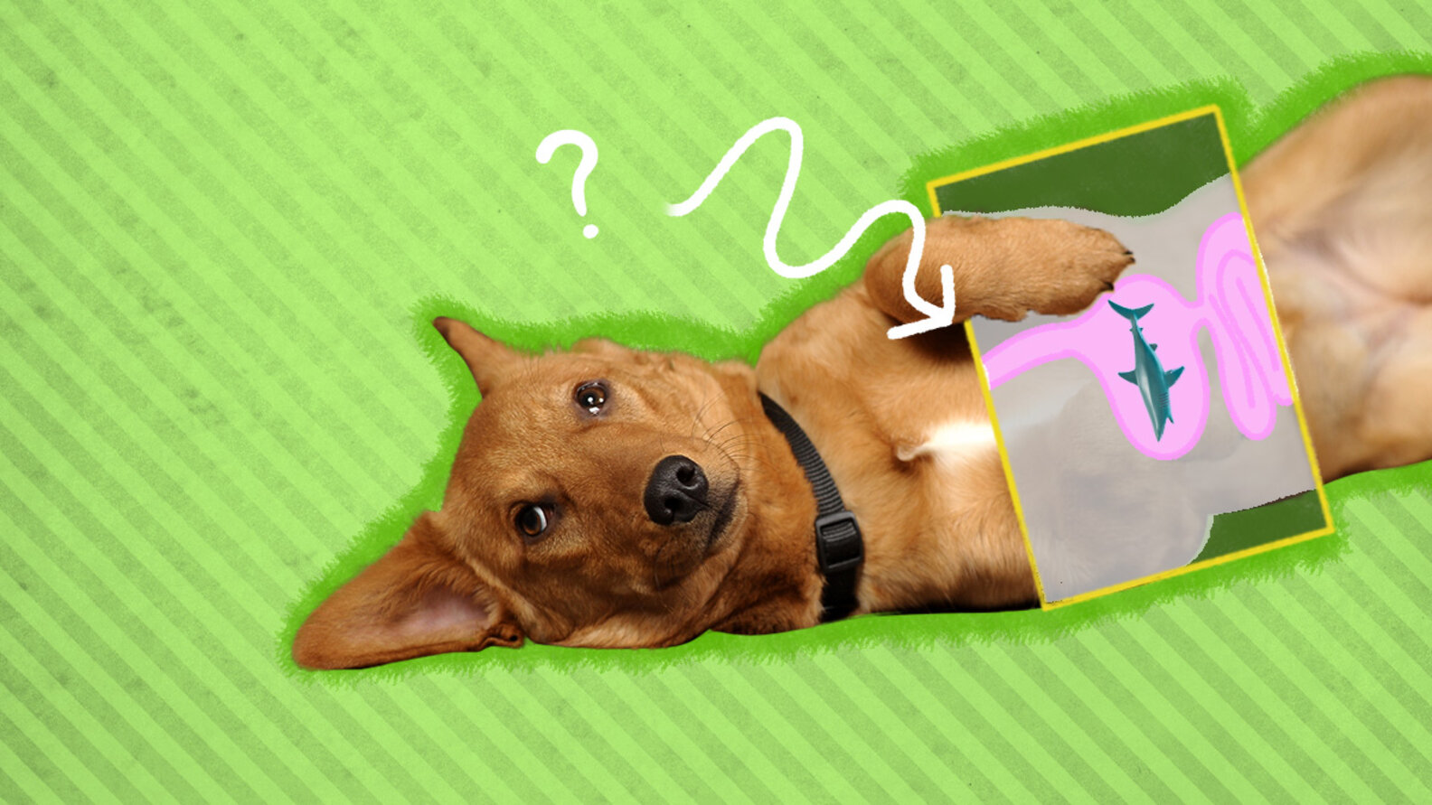 9 Weirdest Things Dogs Have Eaten, According To An ER Vet DodoWell