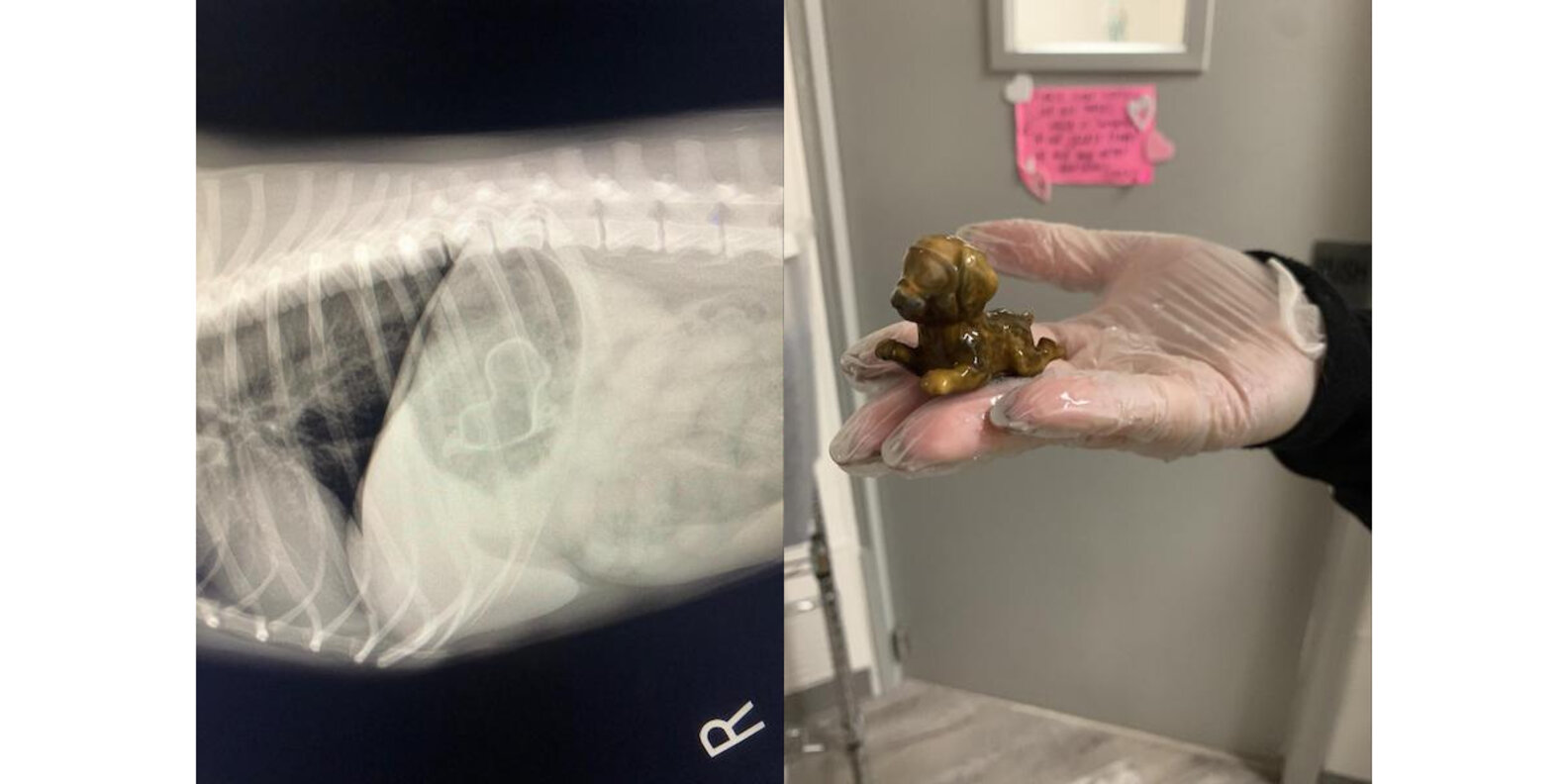 9 Weirdest Things Dogs Have Eaten, According To An ER Vet DodoWell