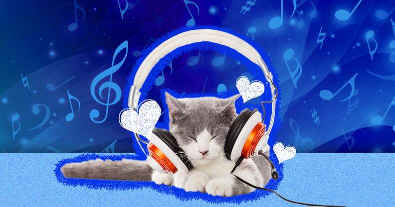 do cats like music