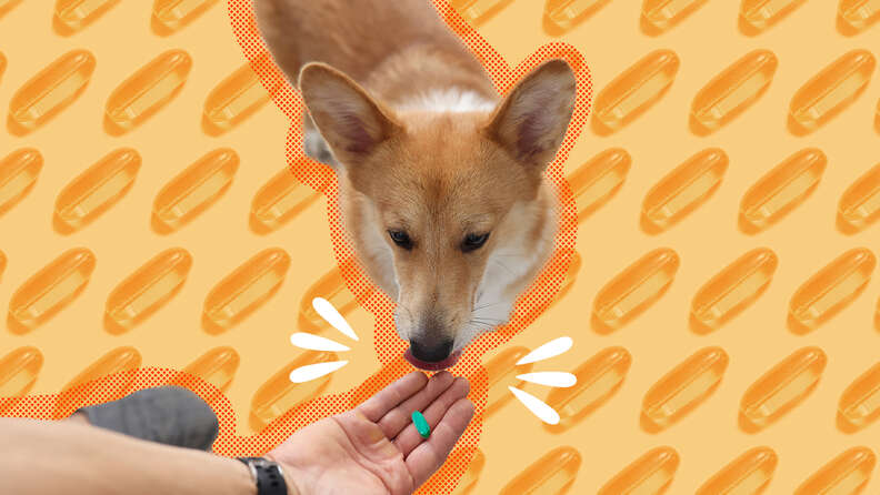 can u give a dog oranges