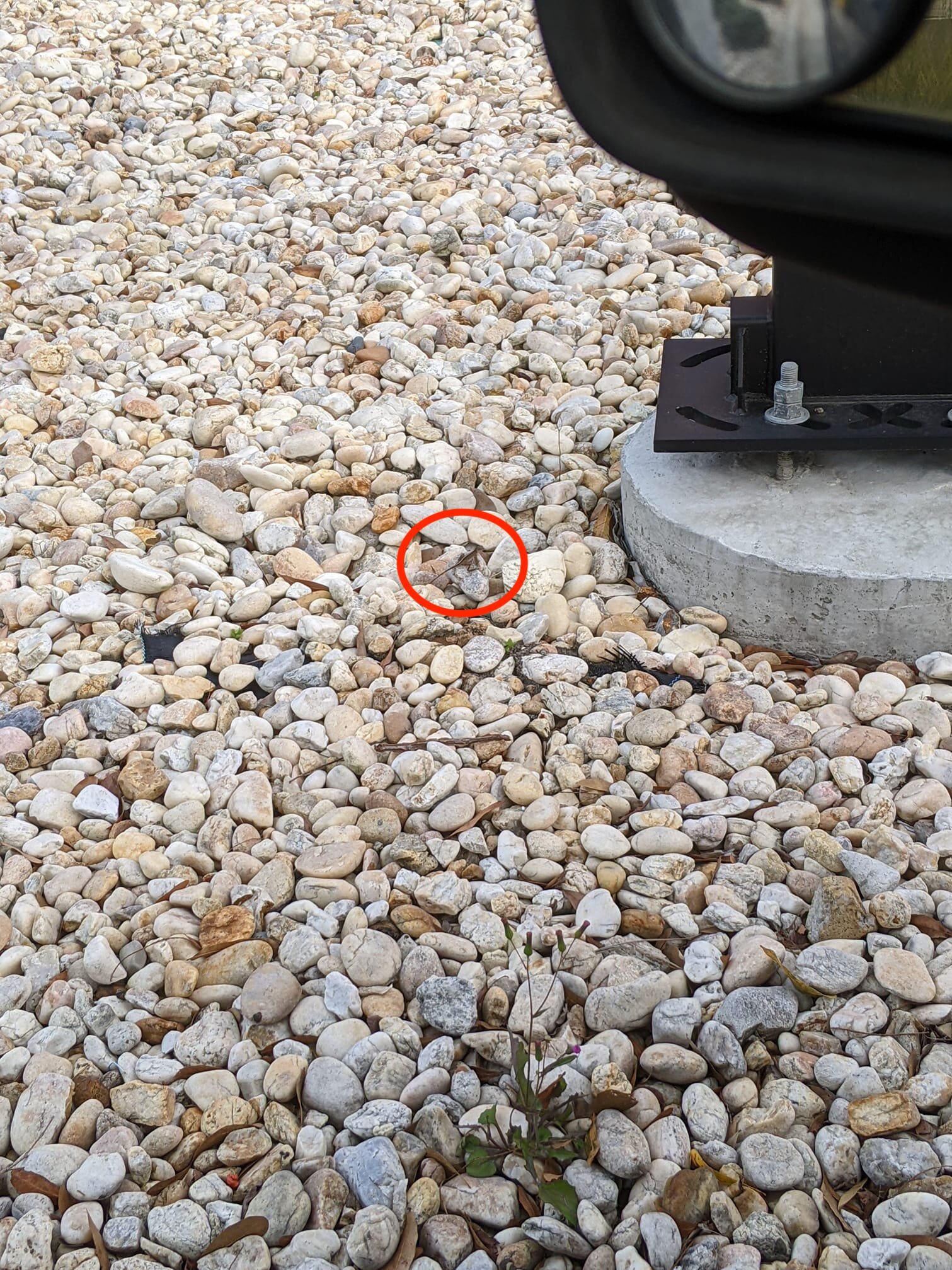 No One Can Find Tiny Lizard Hiding Among Rocks The Dodo