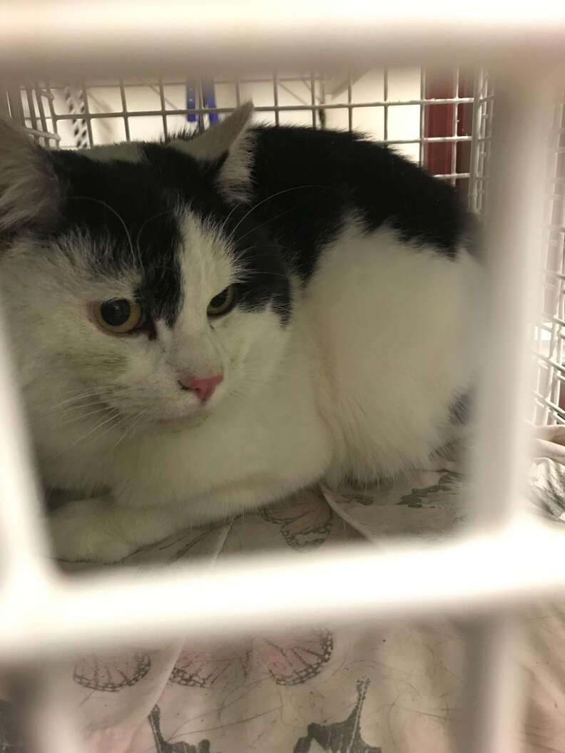 rescued cat