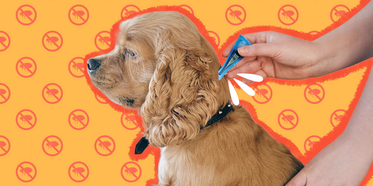 will shaving a dog get rid of fleas