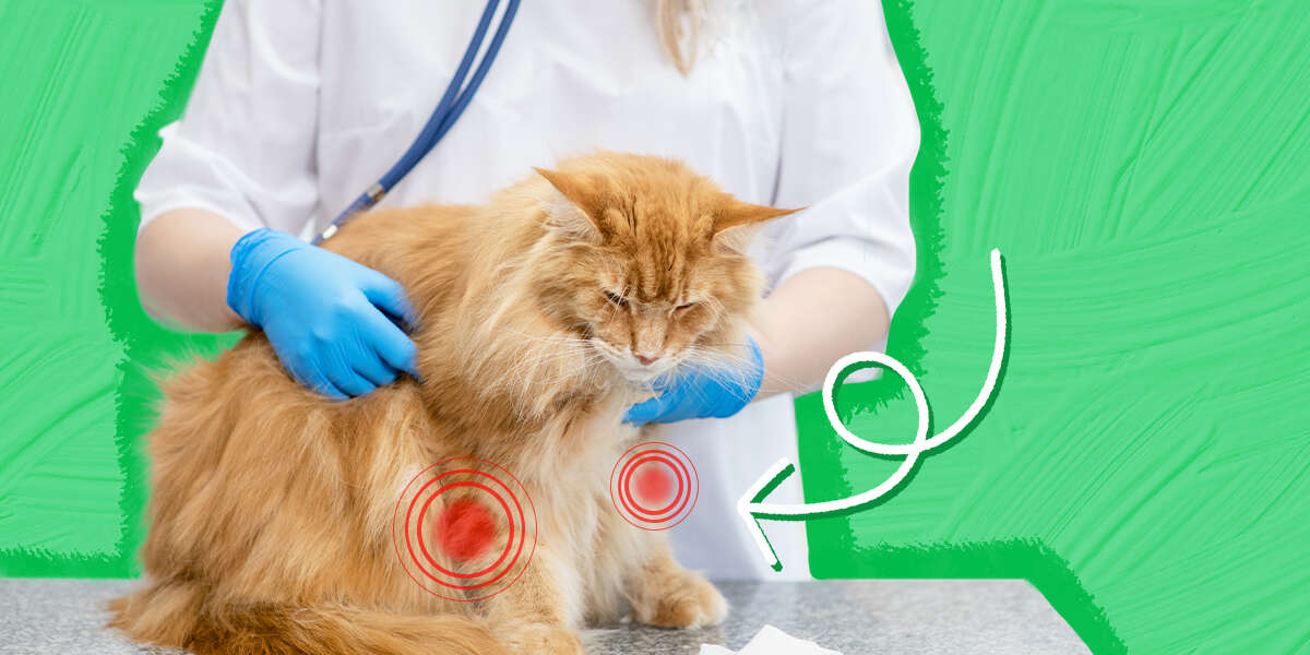 Arthritis In Cats Causes, Signs And Treatment DodoWell The Dodo