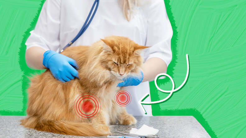 Arthritis In Cats Causes Signs And Treatment DodoWell The Dodo