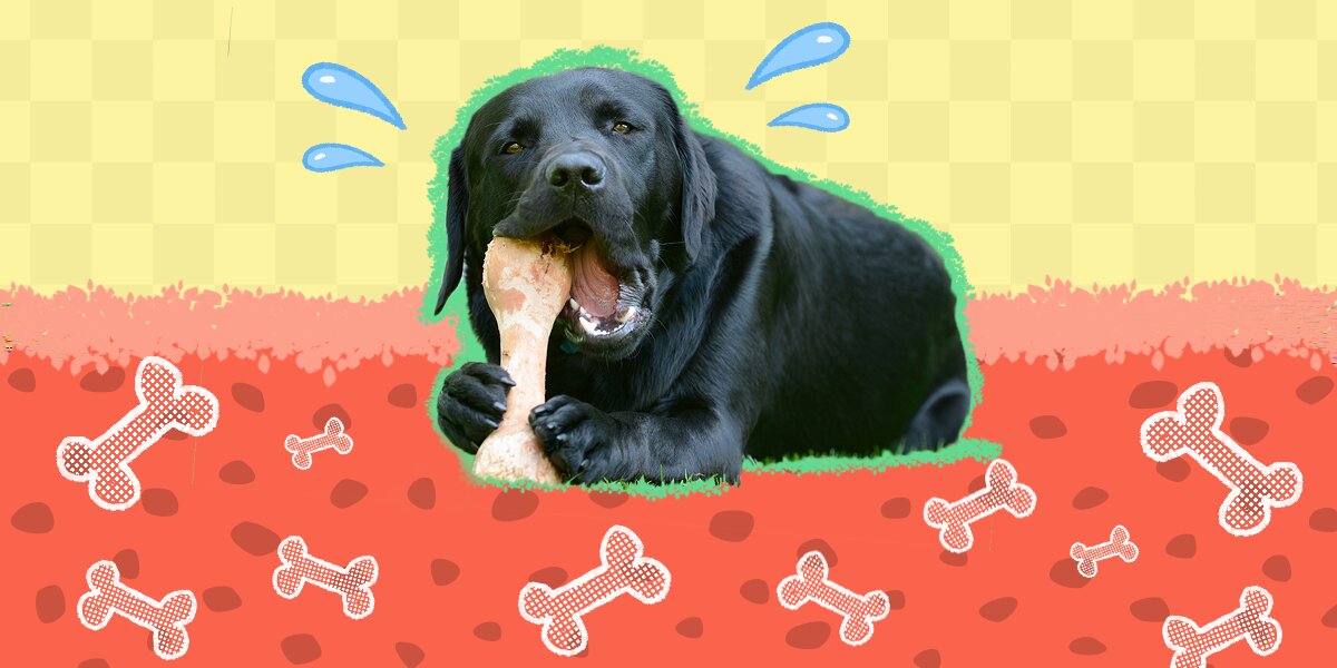 Dog burying shop bone