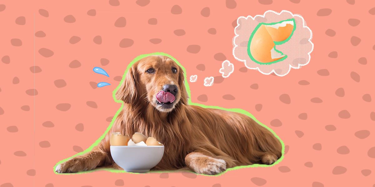 Can Dogs Eat Eggshells? - DodoWell - The Dodo