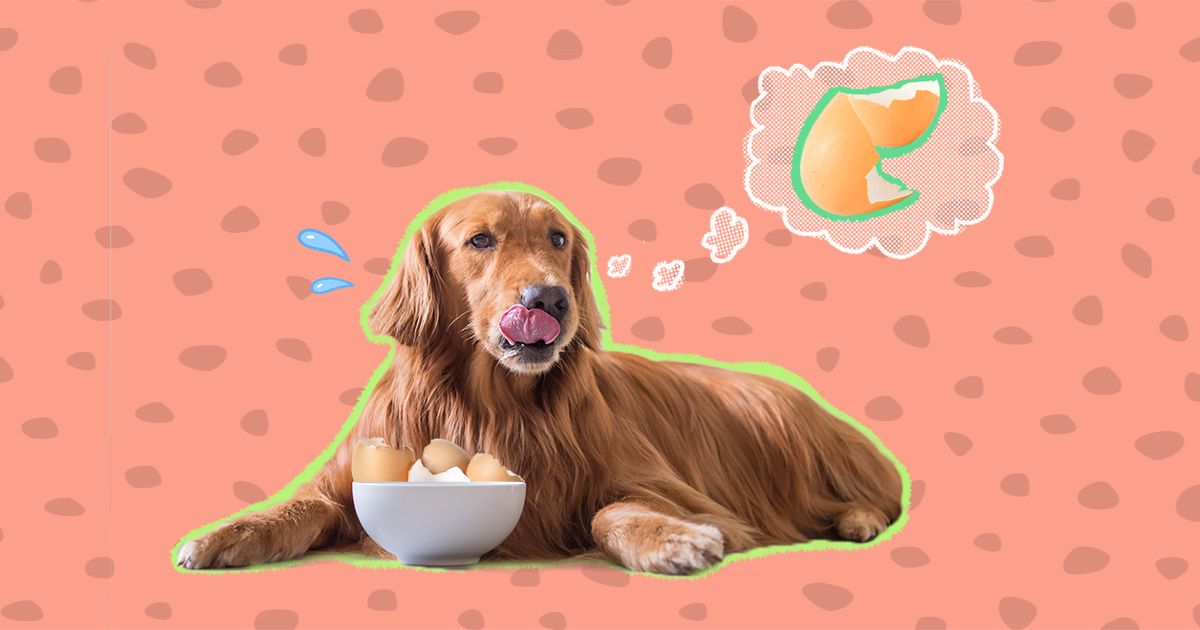 Are Crushed Eggshells Good For Dogs