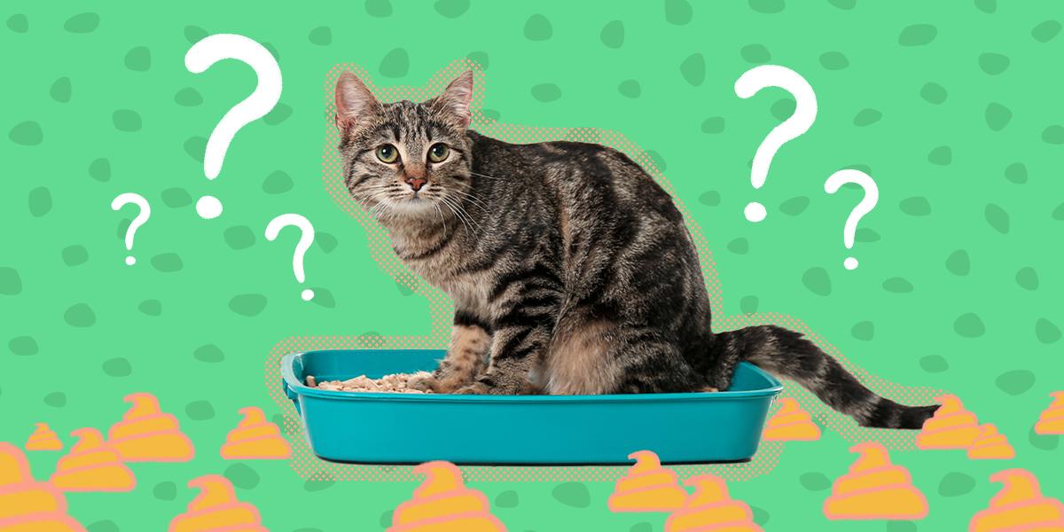 cat pooping in front of litter box