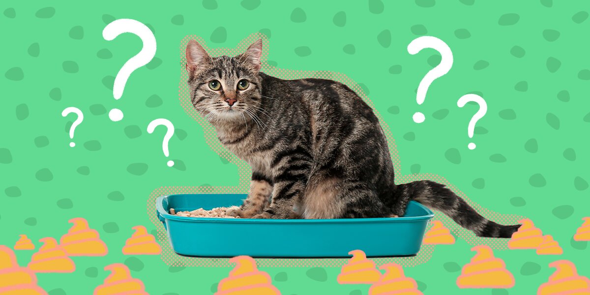 How to get a cat to poop outside best sale