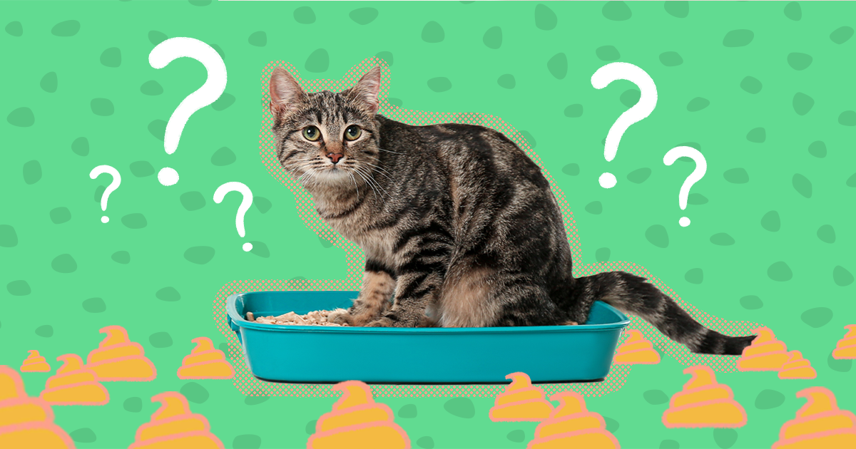 How to train your cat to poop in the litter box sale