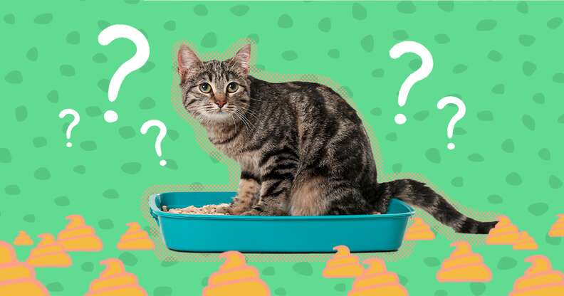 Cat suddenly pooping outside litter box outlet