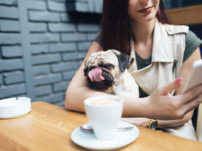 Dog at cafe