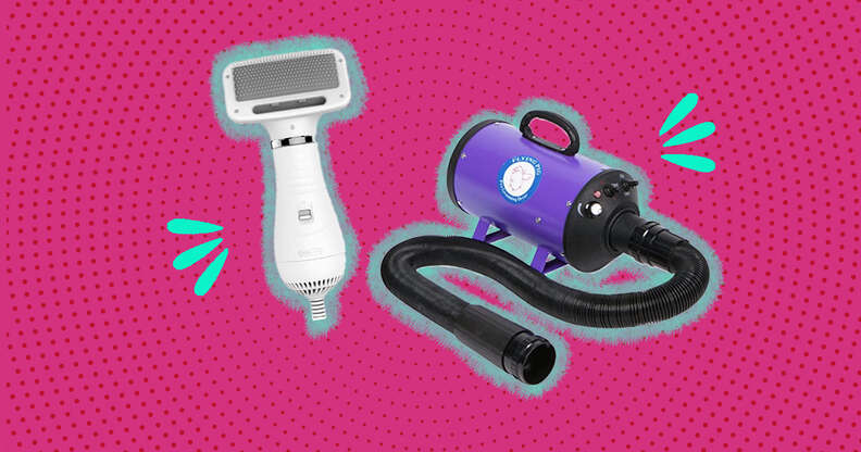 Best 4 Dog Blow Dryers To Give Your Pup A Good Hair Day - DodoWell - The  Dodo