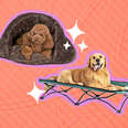 dogs in camping beds