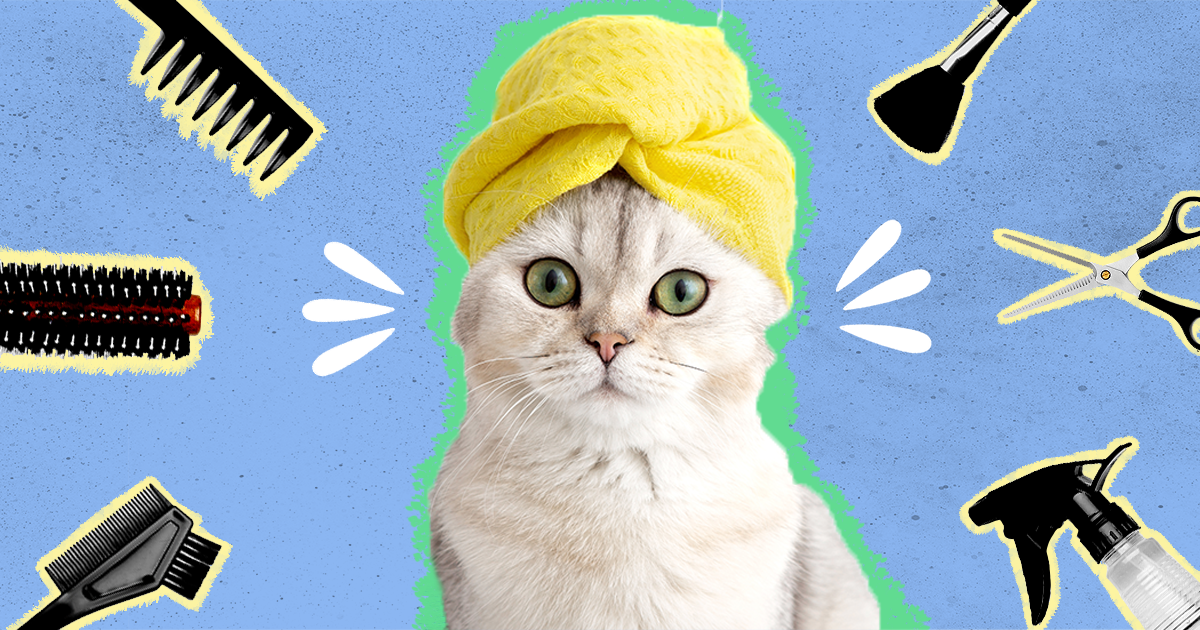 Pet grooming sale for cats