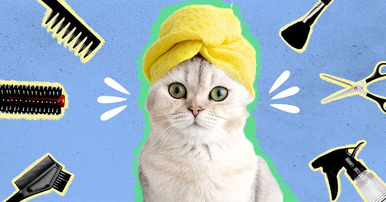 Cat bathing outlet