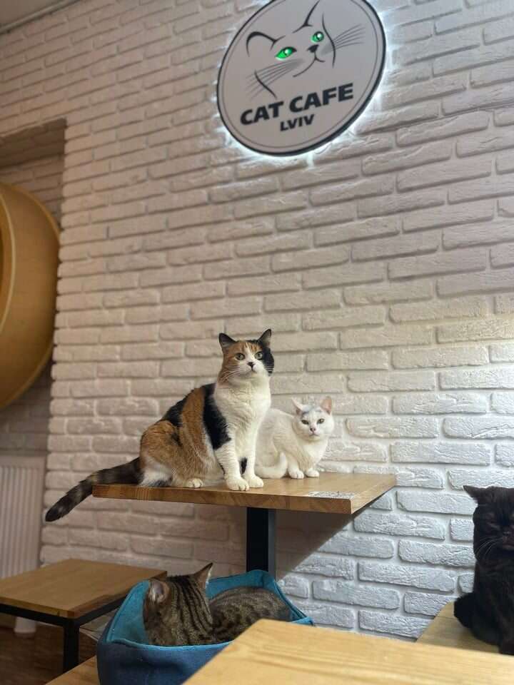 Ukrainian cat cafe