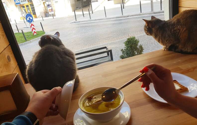 Ukrainian cat cafe