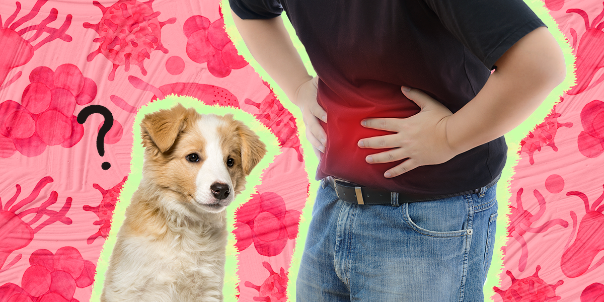 can parasites cause weight loss for dogs
