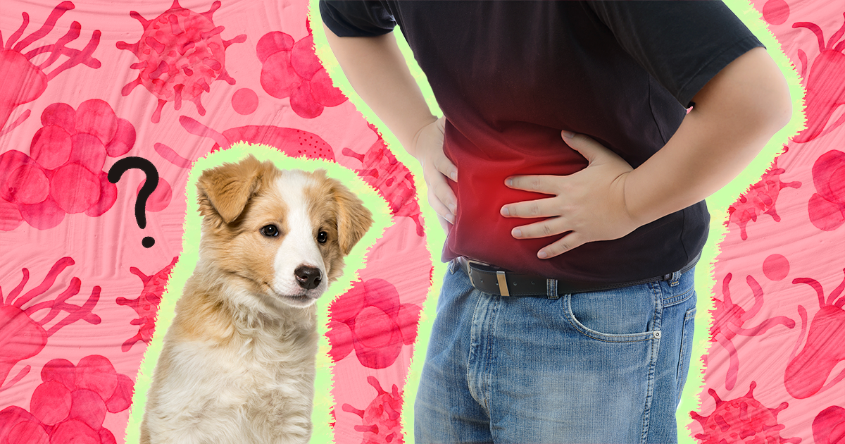 can dogs pass diarrhea to humans