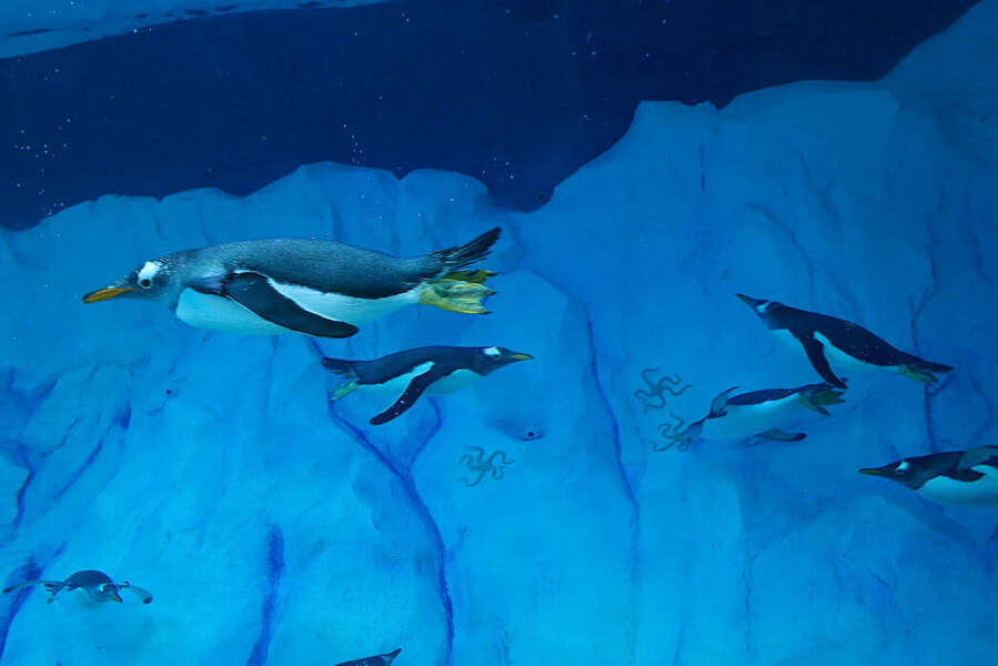 Detroit Zoo's Penguin Exhibit Reopening After Two Years Thrillist