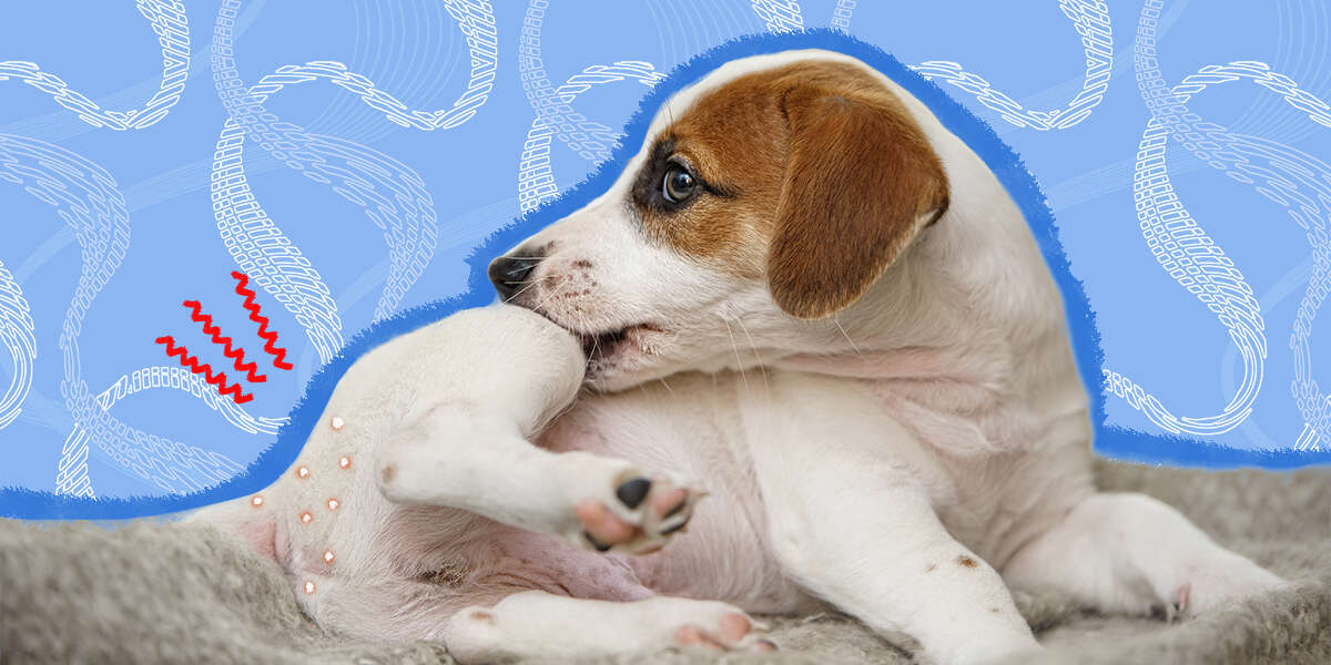 how are tapeworms in dogs treated