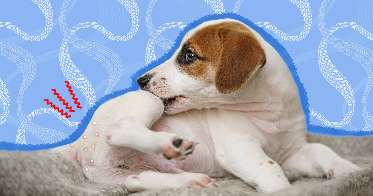 what are symptoms of tapeworms in dogs