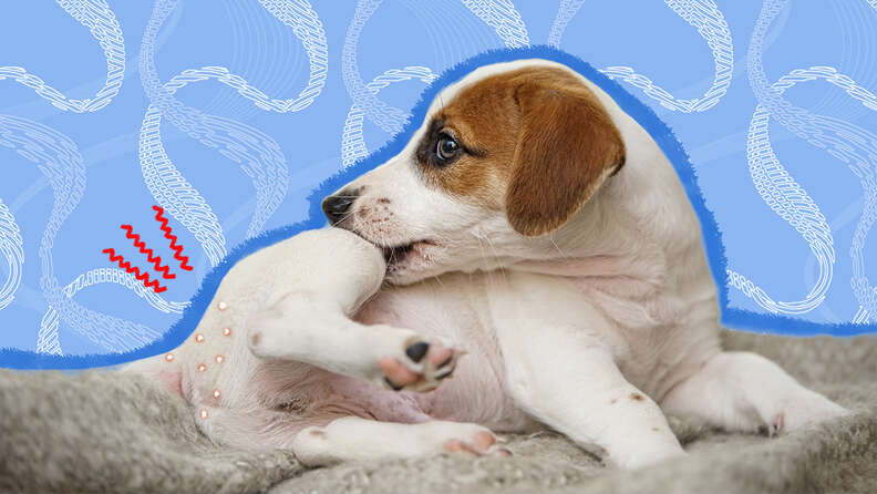 Medicine to treat hot sale tapeworms in dogs