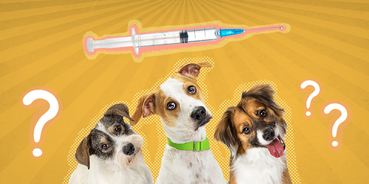 how much is a dog booster injection