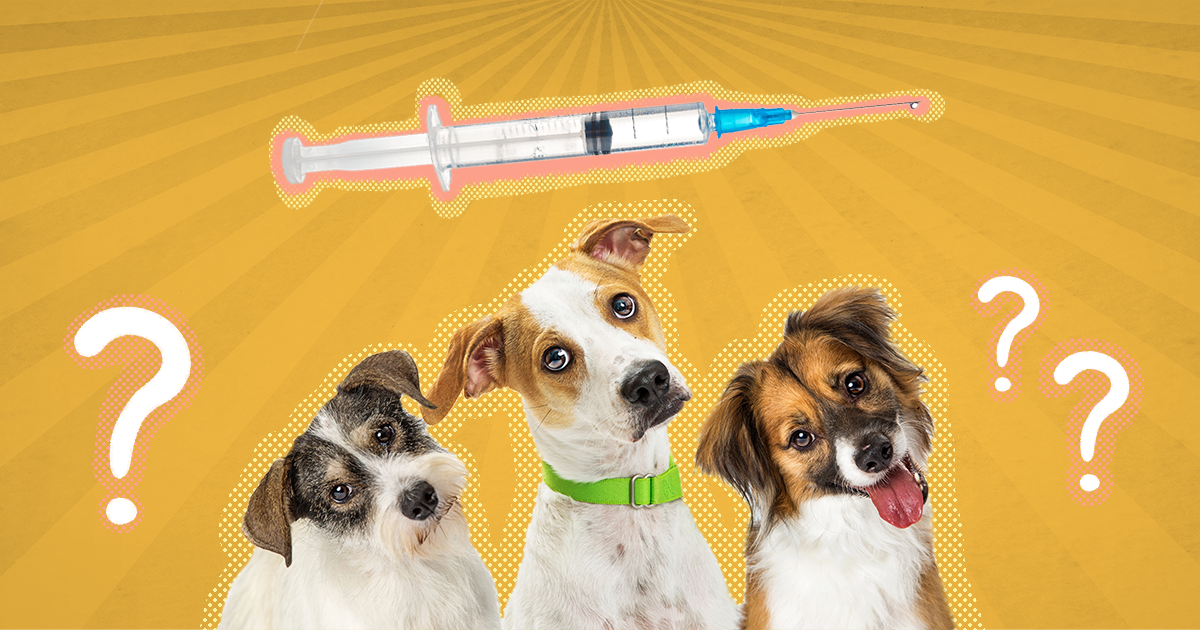 Dog booster sale injections