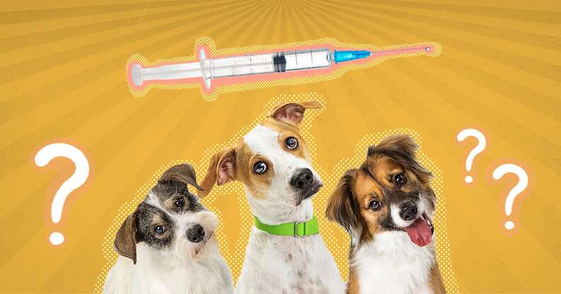 do dogs really need booster vaccinations
