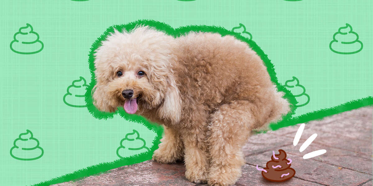 How Do Dogs Get Parasites? DodoWell The Dodo