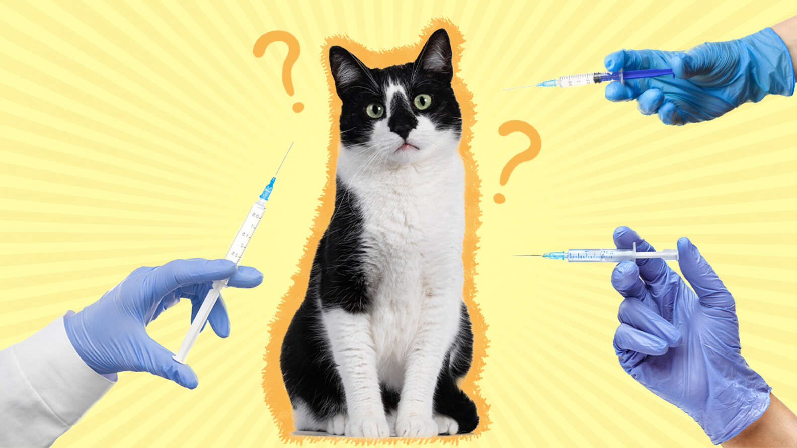 What Vaccines Do Cats Need? DodoWell The Dodo