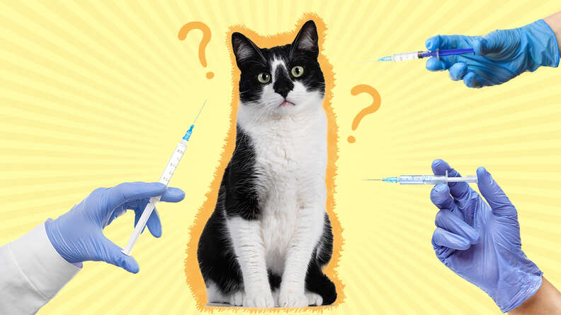 Vaccines 2024 cats need