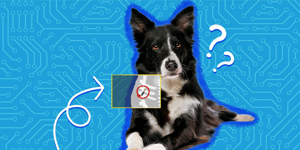 What Is A Microchip For Dogs? DodoWell The Dodo