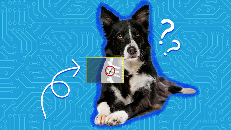 what information is on a dogs microchip